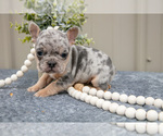 Puppy Twila Faux Frenchbo Bulldog