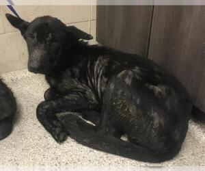 German Shepherd Dog Dogs for adoption in Conroe, TX, USA
