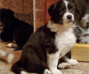 Border-Aussie Puppy for Sale in SANDUSKY, Michigan USA