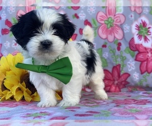 Havanese Puppy for sale in LANCASTER, PA, USA