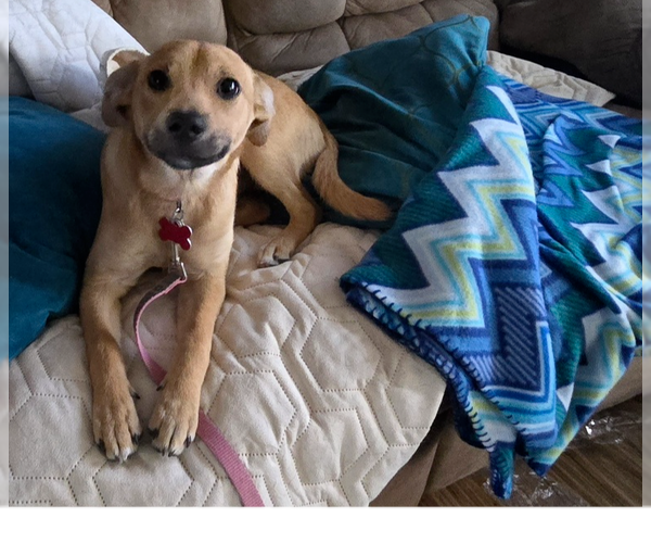 Medium Photo #1 Chihuahua-Unknown Mix Puppy For Sale in Springdale, PA, USA