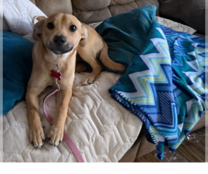 Chihuahua-Unknown Mix Dogs for adoption in Springdale, PA, USA