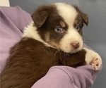 Small Photo #3 Australian Shepherd Puppy For Sale in MOUNT PULASKI, IL, USA