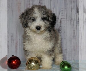 Poodle (Miniature)-Poodle (Standard) Mix Puppy for sale in FREDERICKSBG, OH, USA