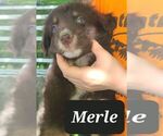 Puppy 3 Australian Shepherd