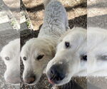 Small #3 Great Pyrenees