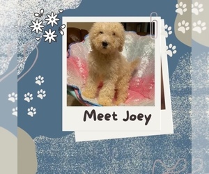 Poodle (Standard) Puppy for sale in KNOXVILLE, TN, USA