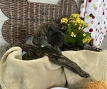 Small Photo #14 Mastiff Puppy For Sale in BRUCETON MILLS, WV, USA