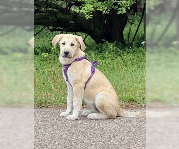 Medium Photo #6 Mutt Puppy For Sale in St. Louis Park, MN, USA