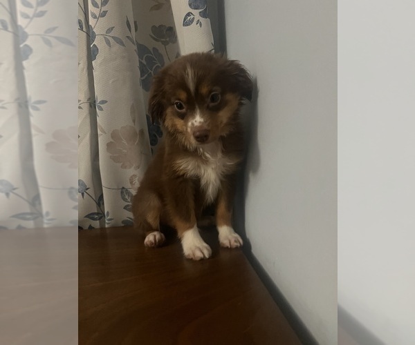Medium Photo #11 Miniature Australian Shepherd Puppy For Sale in DURHAM, CT, USA