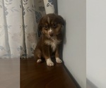 Small #10 Miniature Australian Shepherd