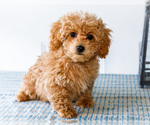 Small Photo #40 Poodle (Toy) Puppy For Sale in WAKARUSA, IN, USA