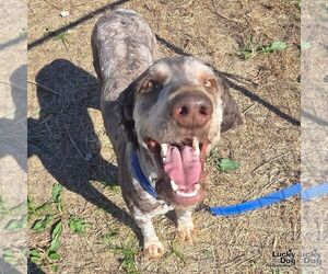 Poodle (Standard)-Unknown Mix Dogs for adoption in Washington, DC, USA
