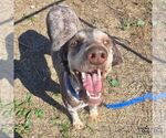Finn - Male Poodle (Standard)-Unknown Mix Dog for Adoption - Small photo