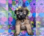 Small Photo #1 Soft Coated Wheaten Terrier Puppy For Sale in PARADISE, PA, USA