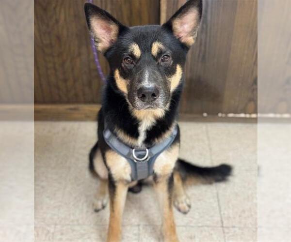 Medium Photo #1 German Shepherd Dog-Unknown Mix Puppy For Sale in Conroe, TX, USA