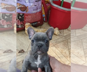 French Bulldog Puppy for sale in MIDLOTHIAN, VA, USA