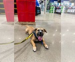 Small Photo #7 Mutt Puppy For Sale in Derwood, MD, USA