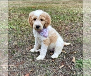 Medium Goldendoodle