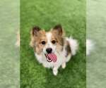 Small #1 Pomeranian Mix