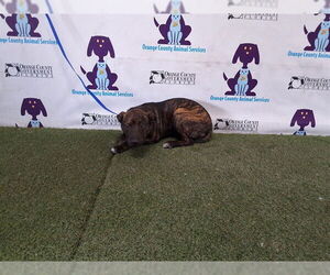 Labrador Retriever-Unknown Mix Dogs for adoption in Orlando, FL, USA