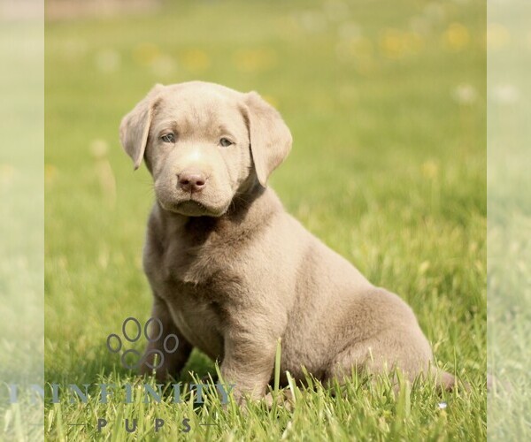 Medium Photo #1 Labrador Retriever Puppy For Sale in COATESVILLE, PA, USA