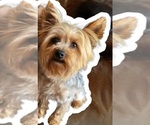Small Photo #1 Yorkshire Terrier Puppy For Sale in ALBUQUERQUE, NM, USA