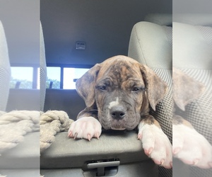 Cane Corso Puppy for sale in DUCK RIVER, TN, USA