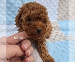 Small #1 Poodle (Toy)