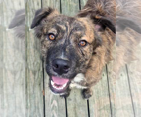 Medium Photo #1 Mutt Puppy For Sale in Murfreesboro, NC, USA