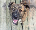 Reese - Male Mutt Dog for Adoption - Small photo