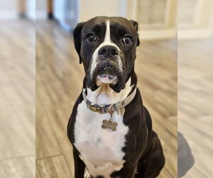 Boxer Dogs for adoption in Dumont, NJ, USA