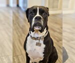 Small Boxer