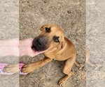 Small #5 Catahoula Leopard Dog