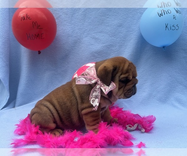 Medium Photo #5 English Bulldog Puppy For Sale in DENVER, PA, USA