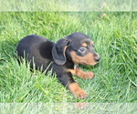 Small Photo #7 Dachshund Puppy For Sale in BLOOMINGTON, IN, USA
