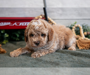 Medium Goldendoodle (Miniature)