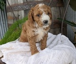Small Photo #52 Cavapoo Puppy For Sale in GOSHEN, IN, USA