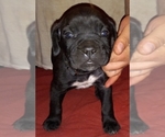 Small Photo #8 Cane Corso Puppy For Sale in GRENVILLE, NM, USA