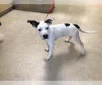 Small Mutt