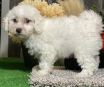 Small Bichon Frise
