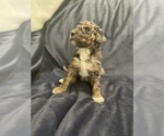 Small Photo #10 Sheepadoodle Puppy For Sale in NEW BALTIMORE, MI, USA