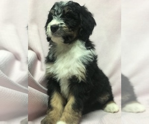 Bernedoodle Puppy for sale in Sayward, British Columbia, Canada