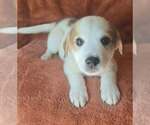 Small Great Pyrenees Mix