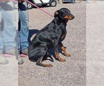 Small #1 Doberman Pinscher Mix