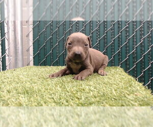 Mutt Dogs for adoption in Downey, CA, USA