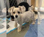 Small #3 Maltese Mix