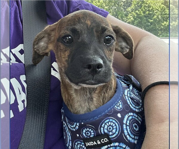 Medium Photo #2 Mutt Puppy For Sale in Morganville, NJ, USA