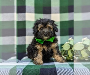 Poodle (Miniature) Puppy for sale in STRASBURG, PA, USA