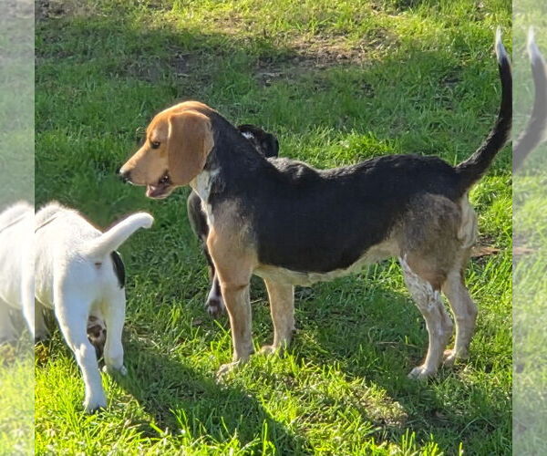 Medium Photo #8 Beagle Puppy For Sale in Dunnellon, FL, USA